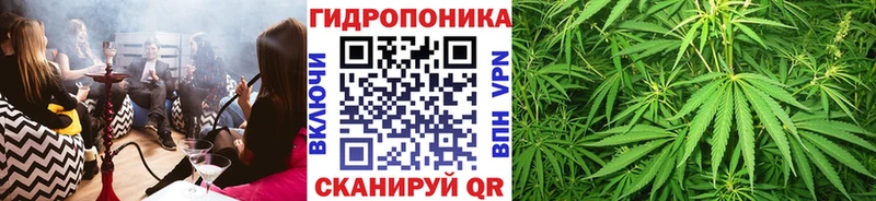 Конопля гибрид Старица